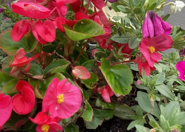 Vendégház Waltrilo